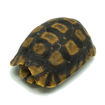 Hinged Back Tortoise