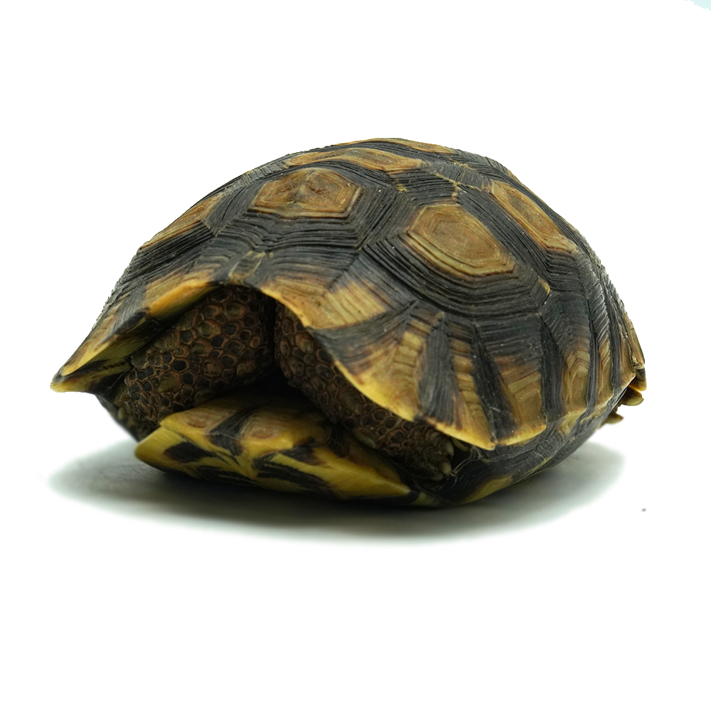 Hinged Back Tortoise