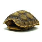 Hinged Back Tortoise