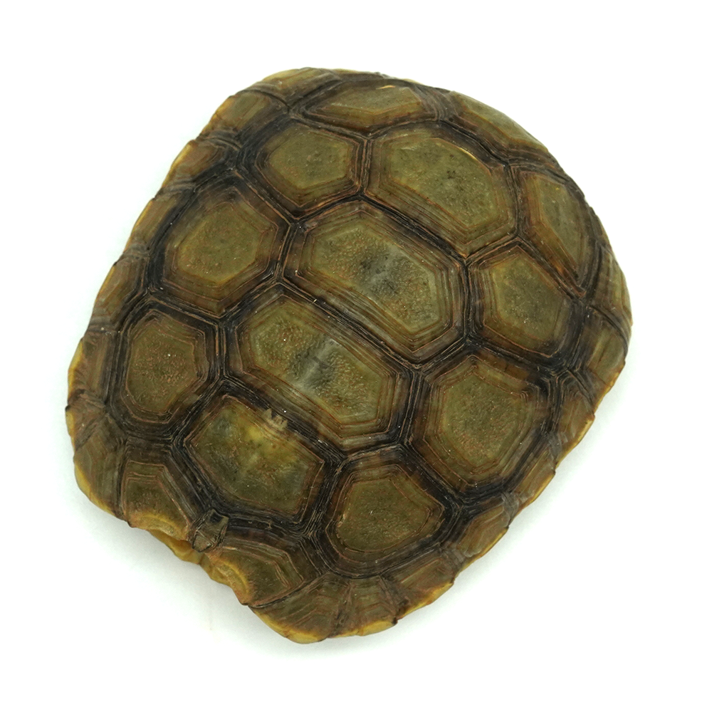 Hinged Back Tortoise