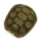 Hinged Back Tortoise
