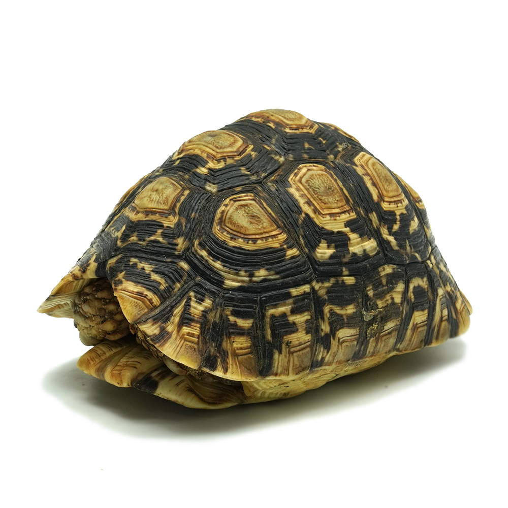 Leopard Tortoise 9 to 12 cm