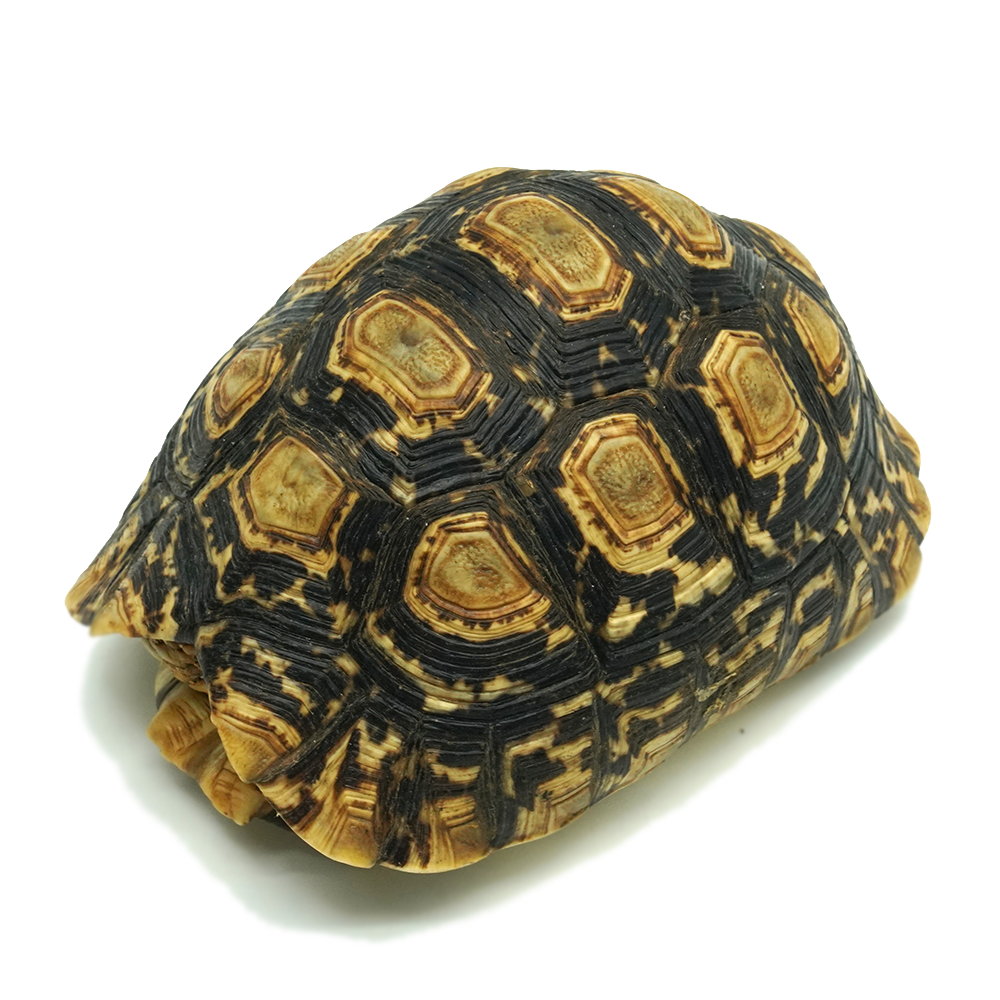 Leopard Tortoise 9 to 12 cm