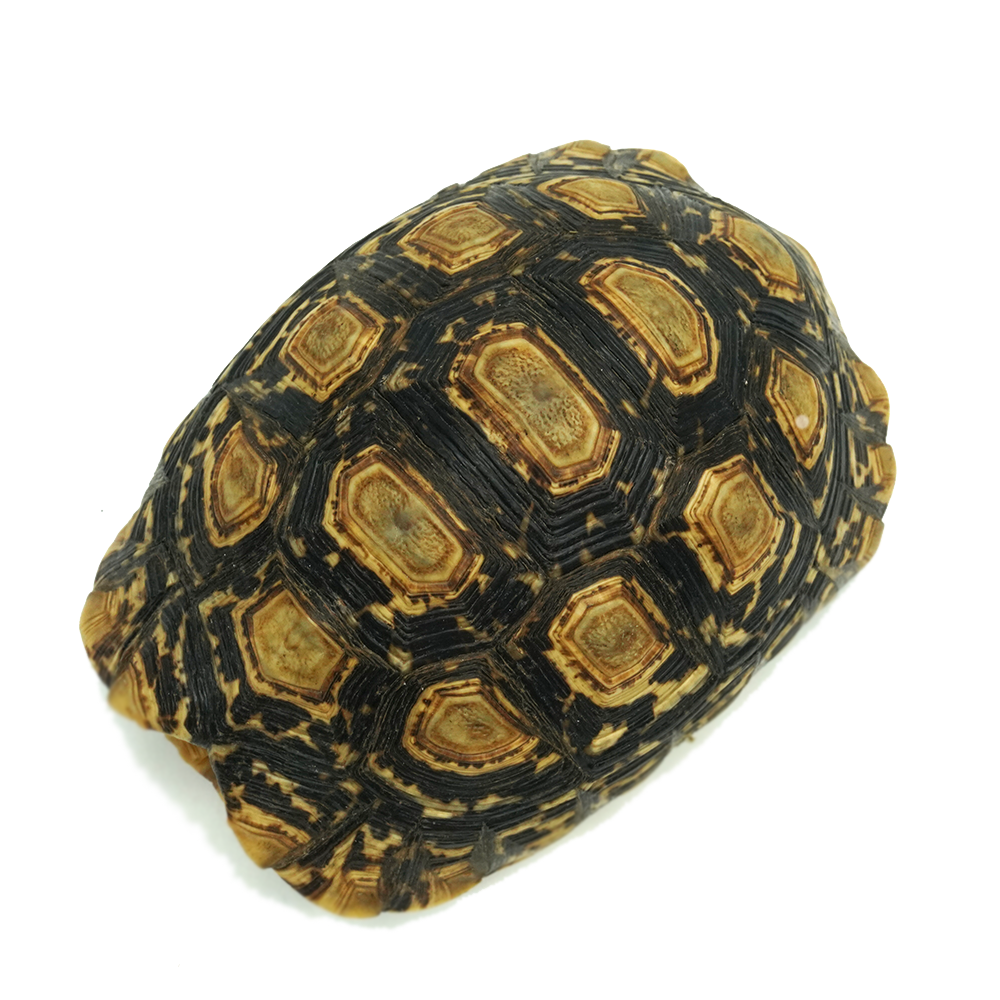 Leopard Tortoise 9 to 12 cm