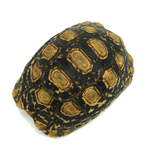 Leopard Tortoise 9 to 12 cm