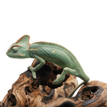 Veiled Chameleon