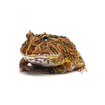 Brown Pacman Frog