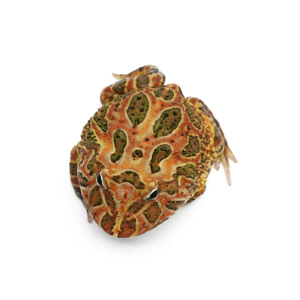 Brown Pacman Frog