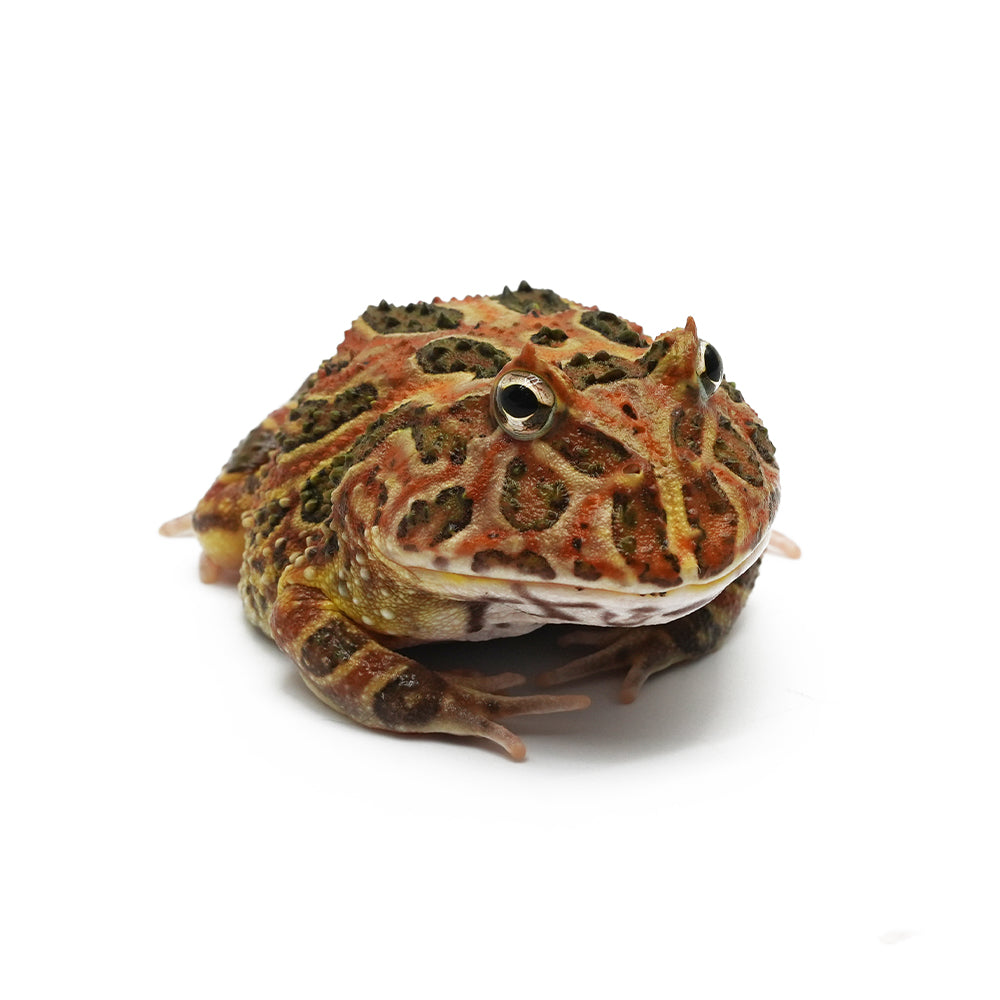Brown Pacman Frog