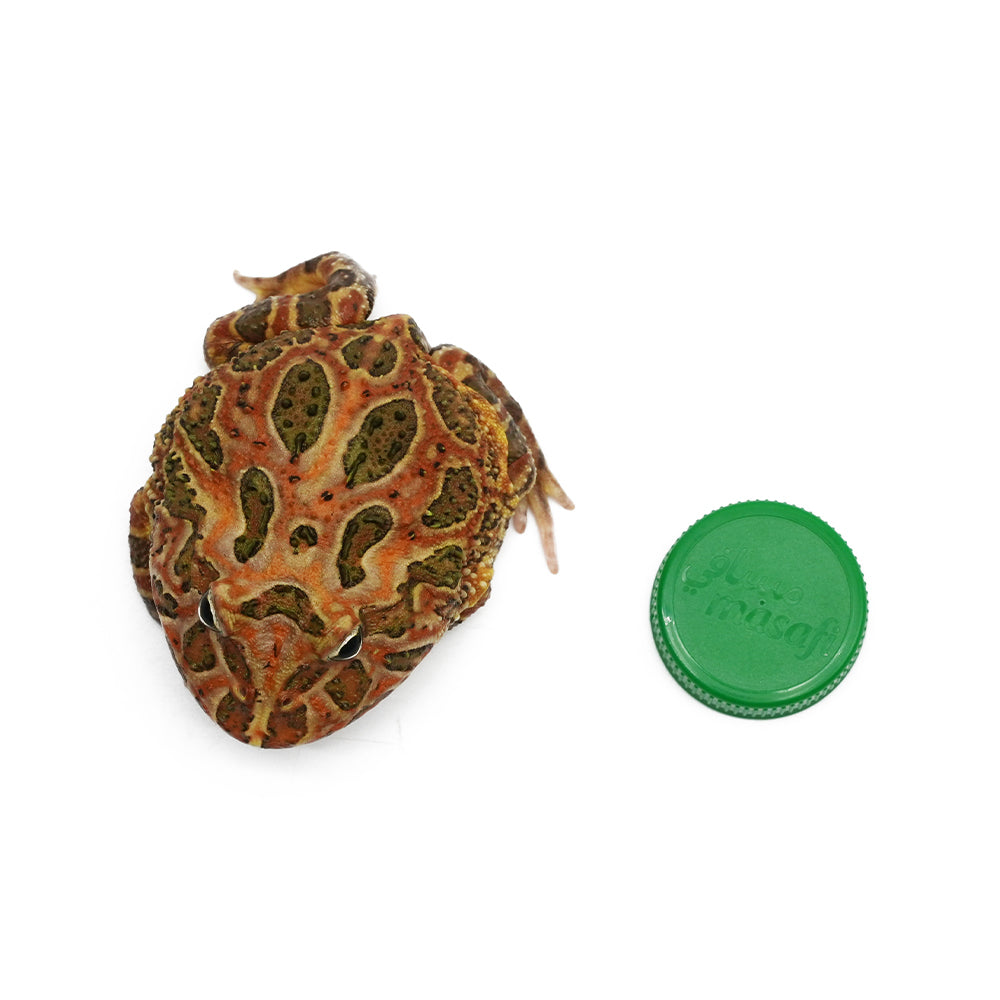 Brown Pacman Frog
