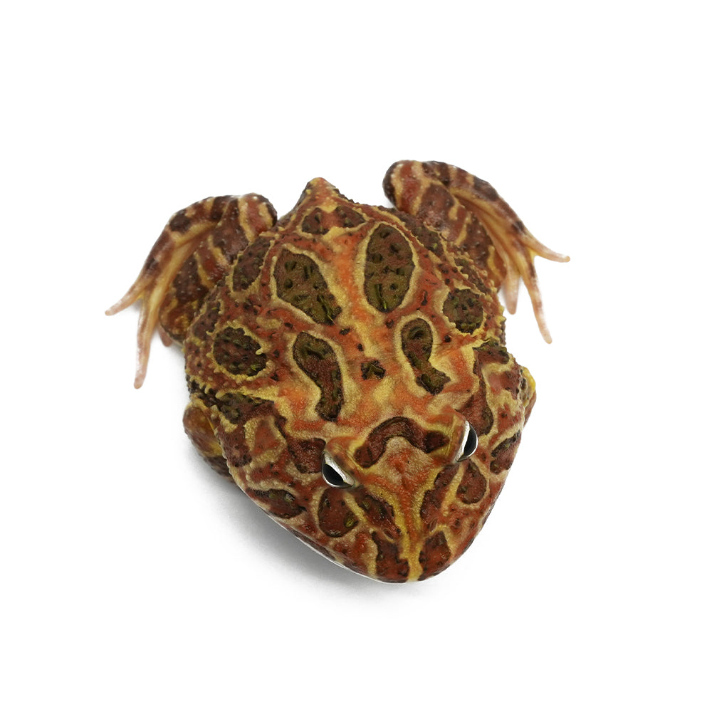 Brown Pacman Frog