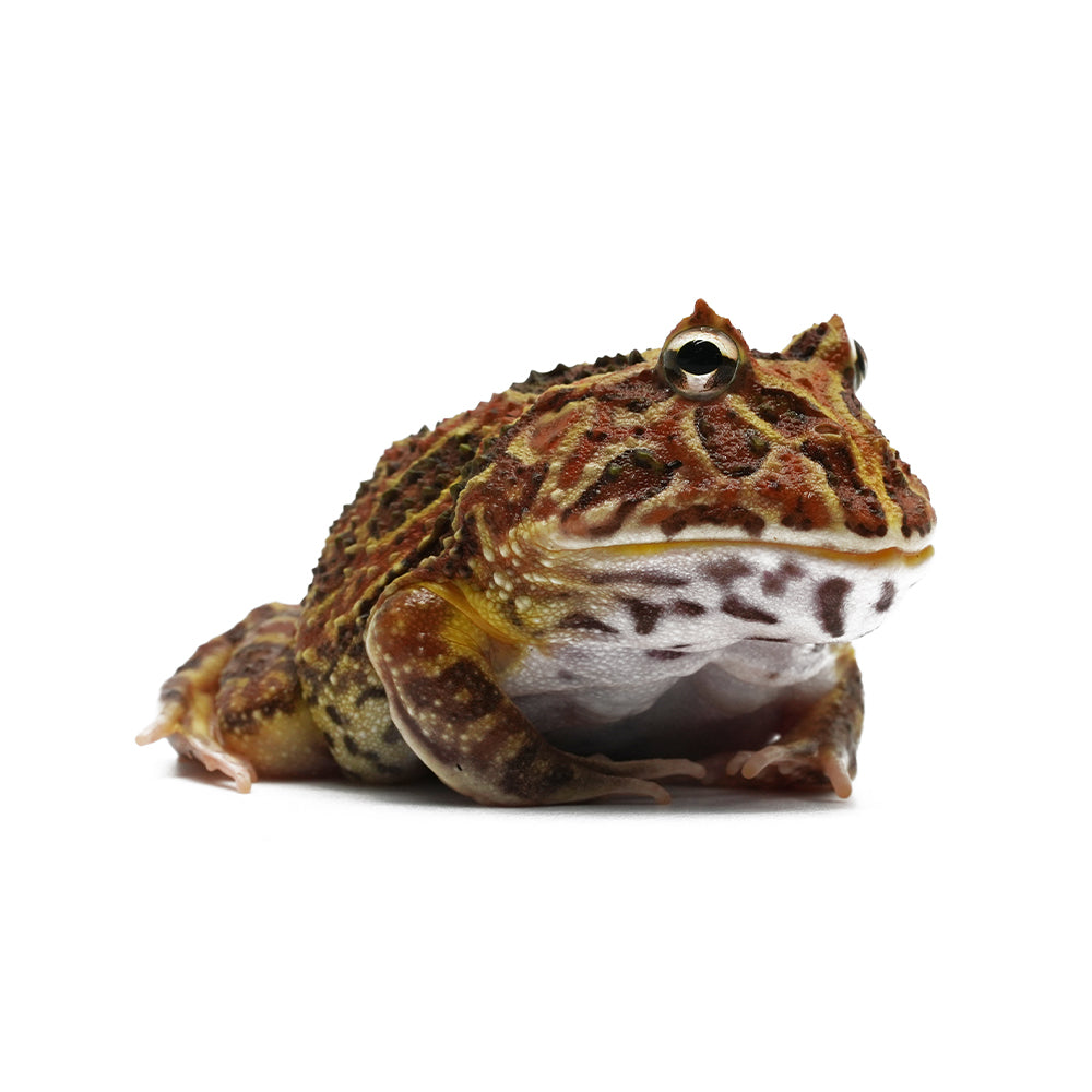 Brown Pacman Frog