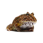Brown Pacman Frog