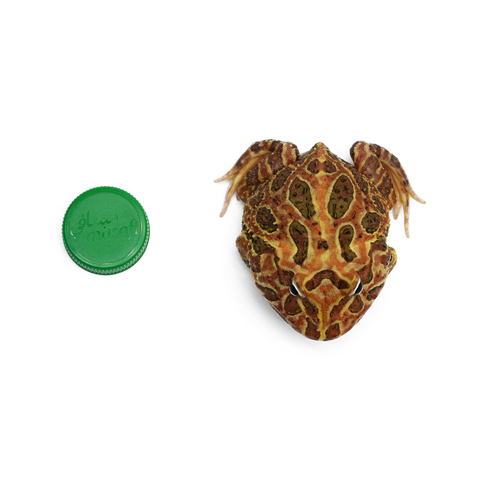 Brown Pacman Frog