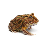 Brown Pacman Frog