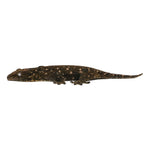 New Caledonian Giant Gecko Dark Line