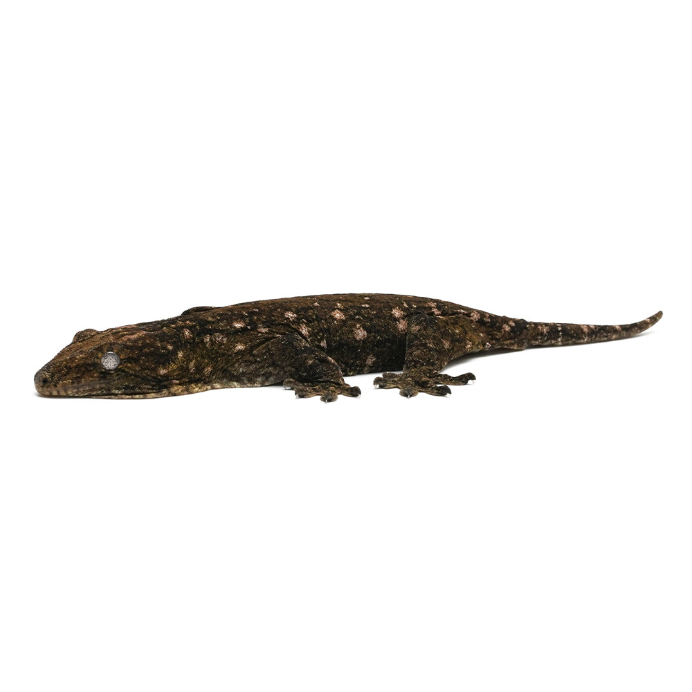 New Caledonian Giant Gecko Dark Line