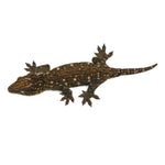 New Caledonian Giant Gecko Dark Line