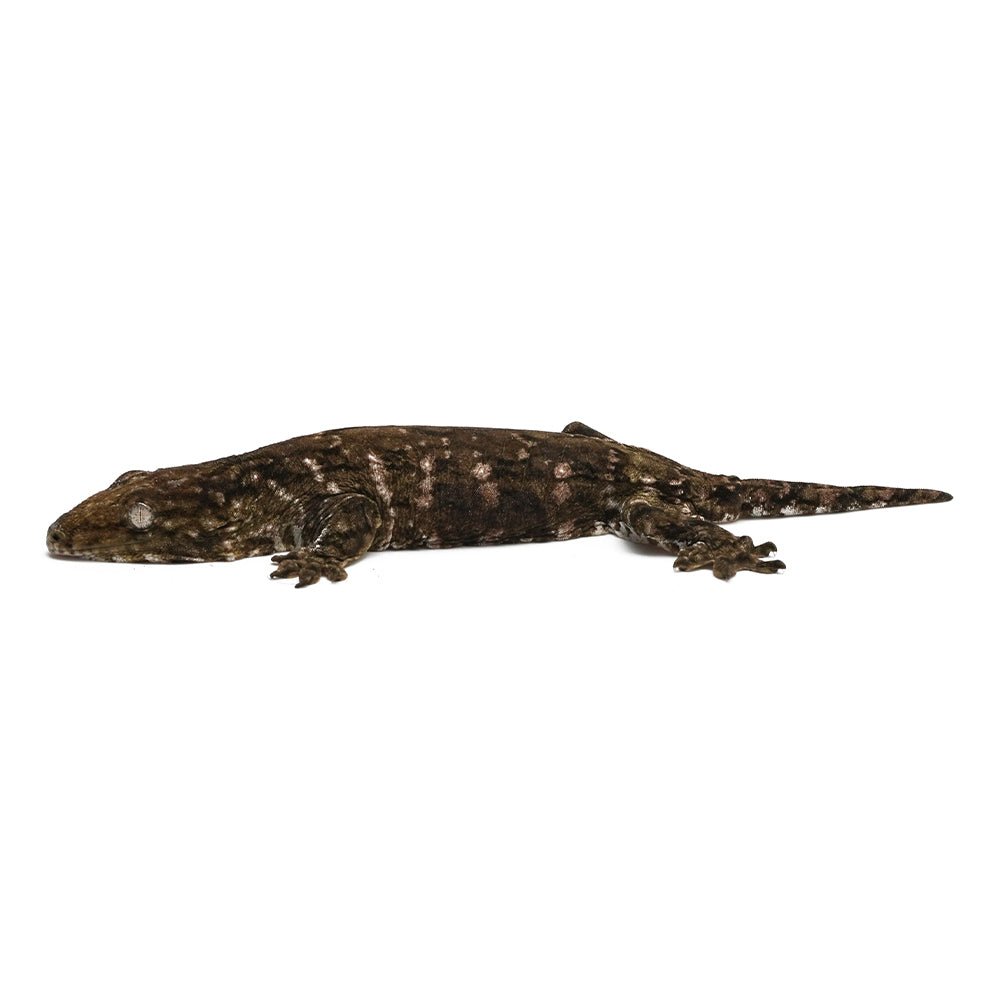 New Caledonian Giant Gecko Dark Line
