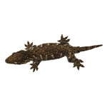 New Caledonian Giant Gecko Dark Line