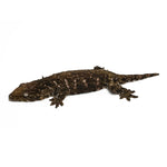 New Caledonian Giant Gecko Dark Line