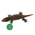 New Caledonian Giant Gecko Dark Line