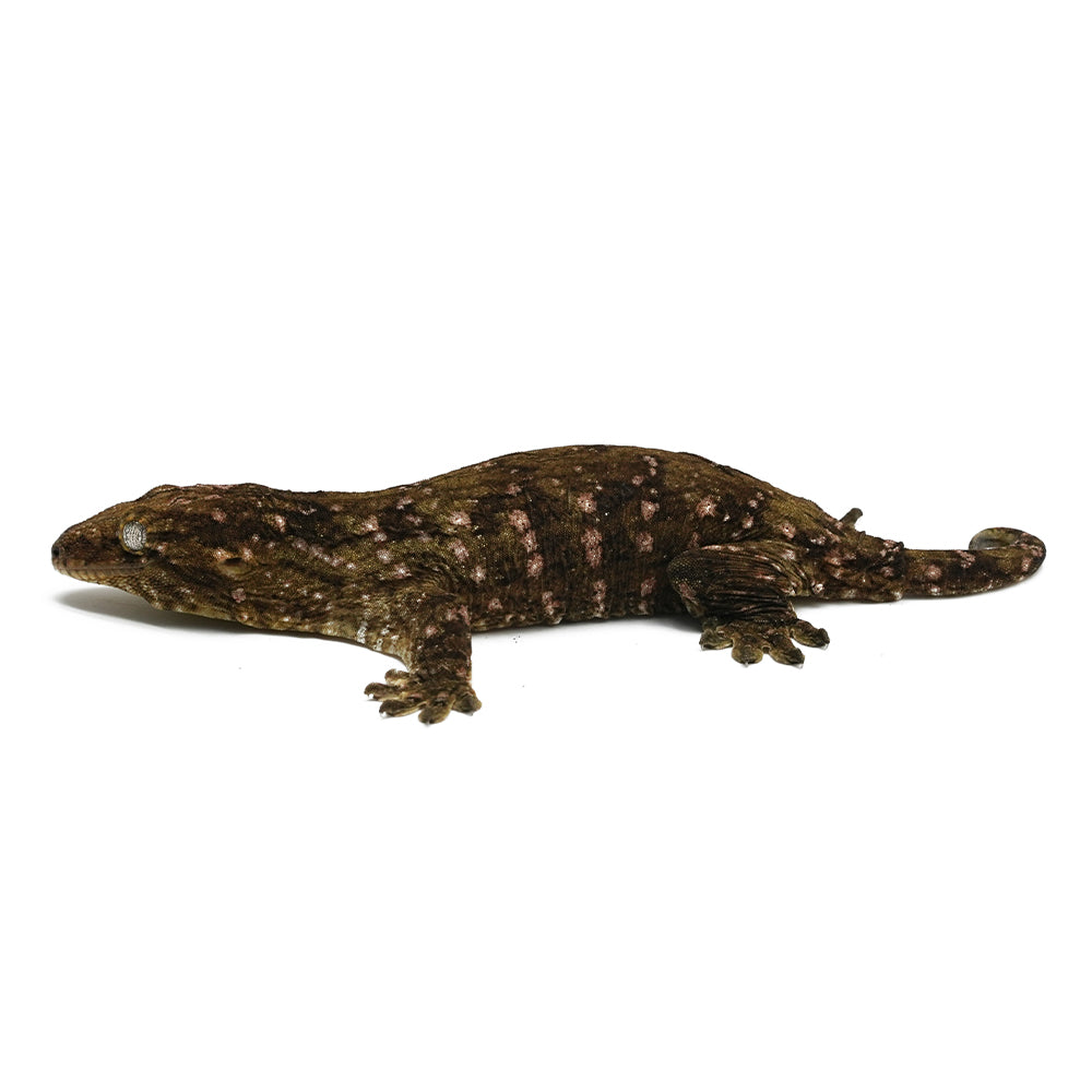 New Caledonian Giant Gecko Dark Line