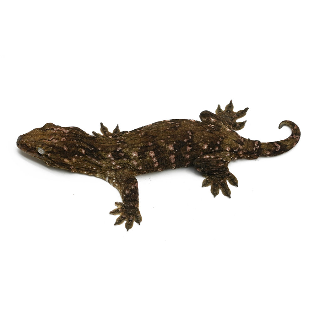 New Caledonian Giant Gecko Dark Line