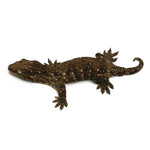 New Caledonian Giant Gecko Dark Line