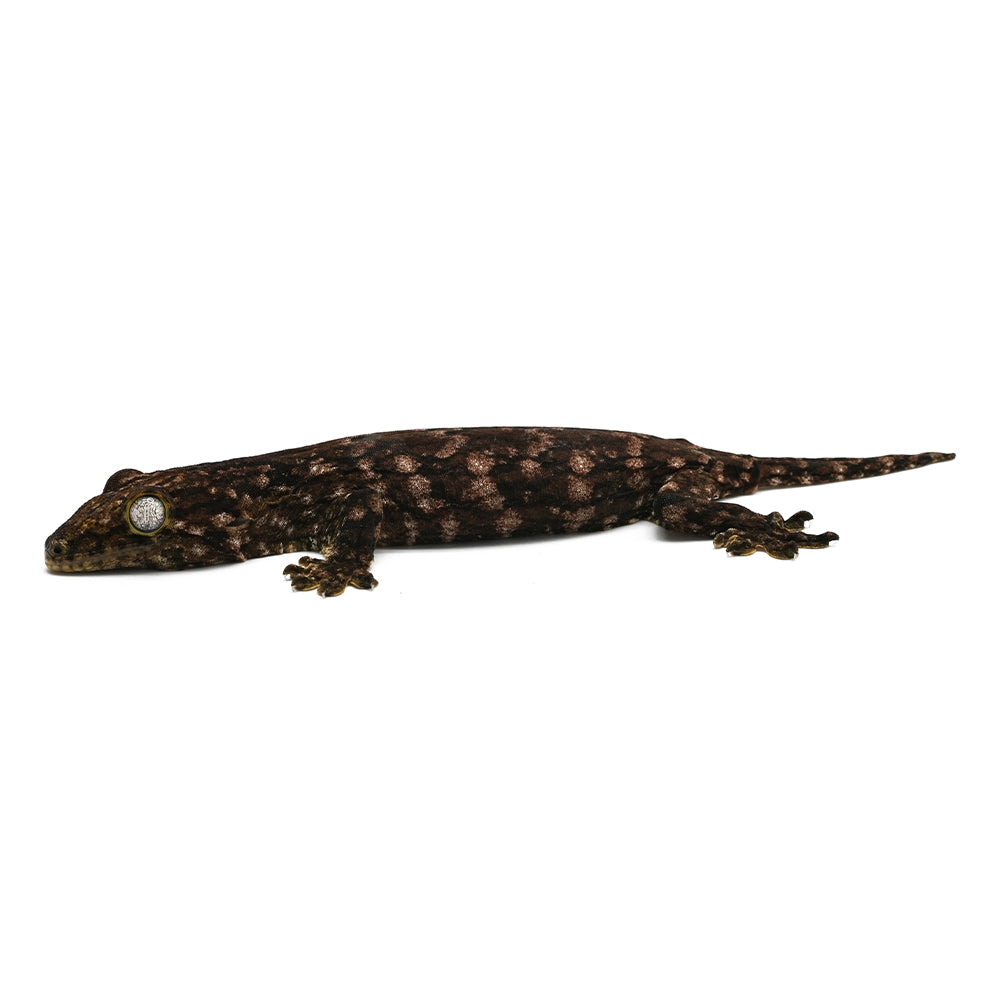 New Caledonian Giant Gecko Dark Line