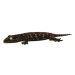 New Caledonian Giant Gecko Dark Line