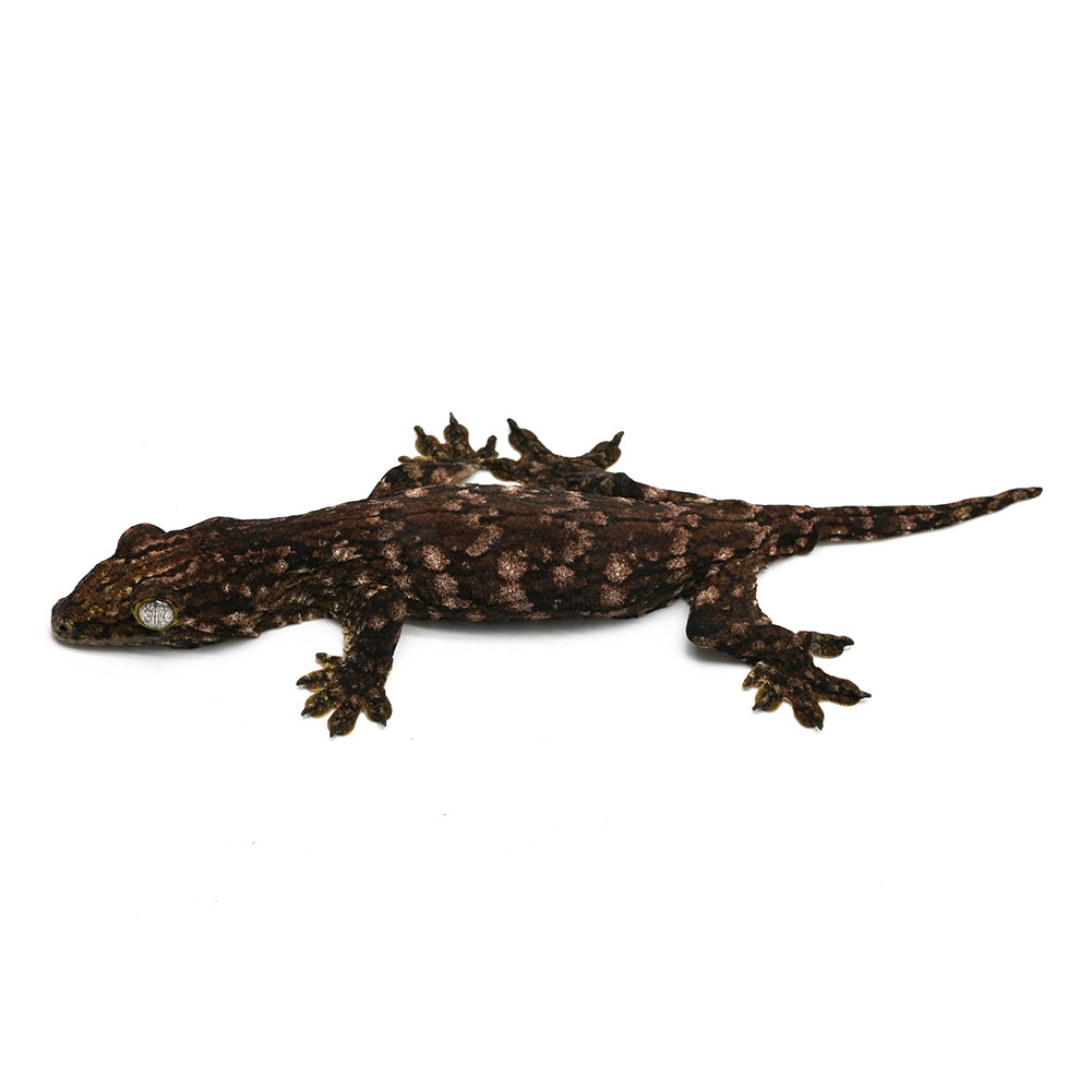 New Caledonian Giant Gecko Dark Line