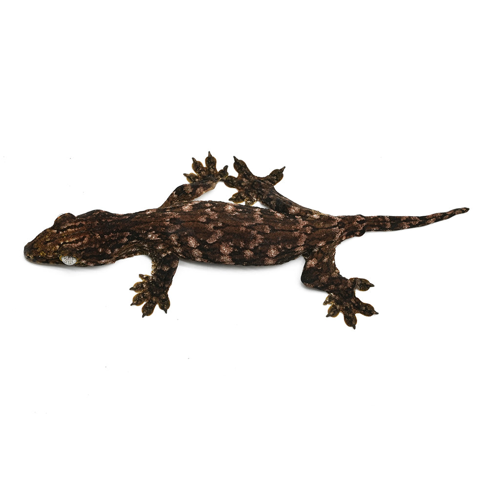 New Caledonian Giant Gecko Dark Line