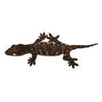 New Caledonian Giant Gecko Dark Line