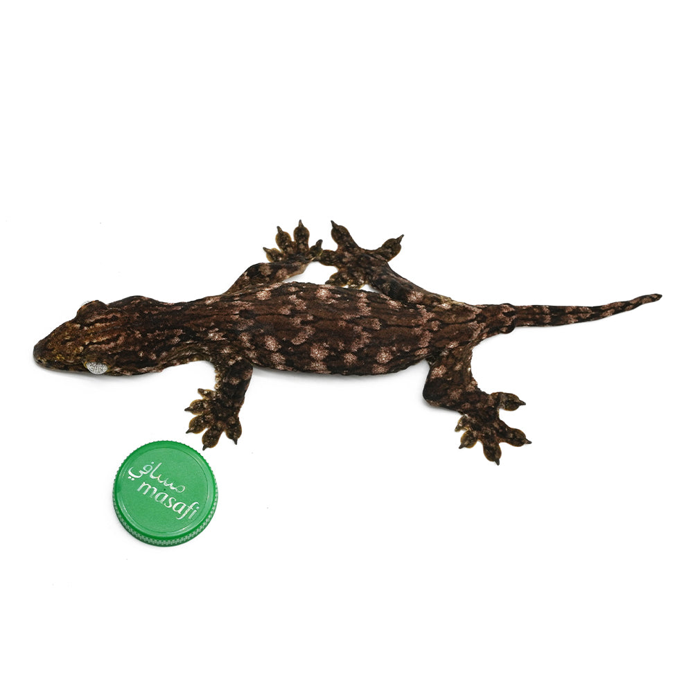 New Caledonian Giant Gecko Dark Line