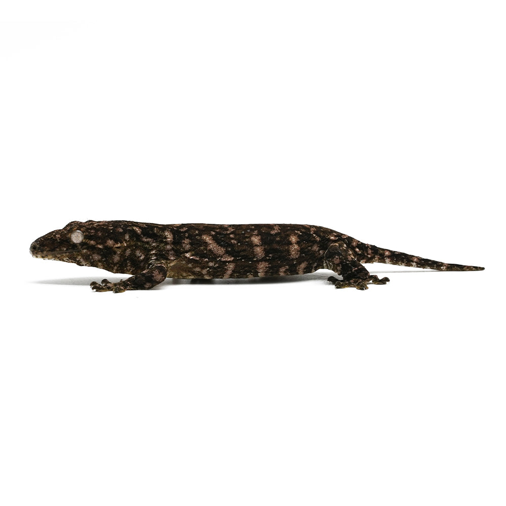 New Caledonian Giant Gecko Dark Line