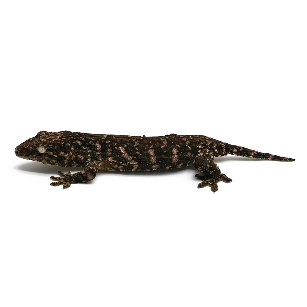 New Caledonian Giant Gecko Dark Line