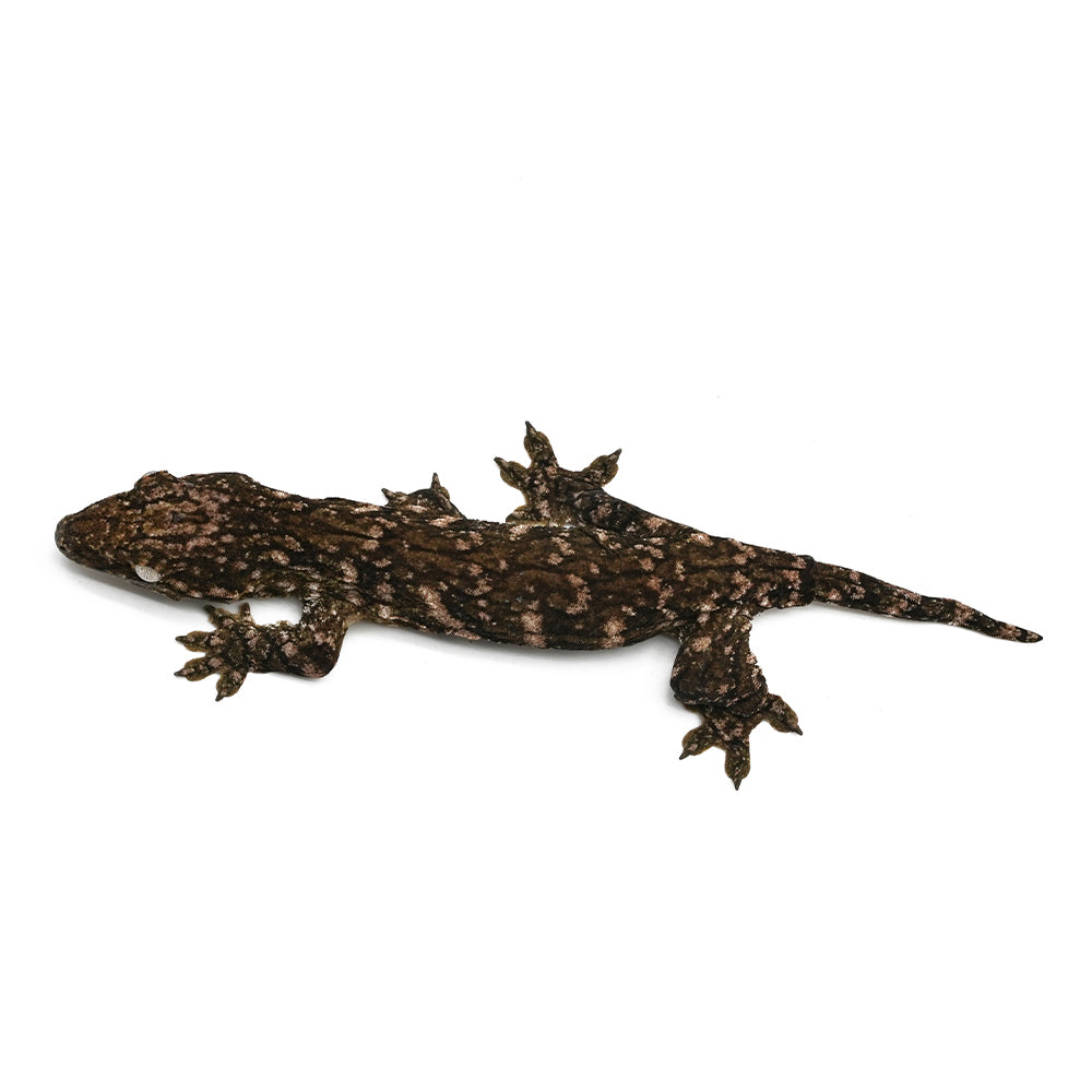 New Caledonian Giant Gecko Dark Line