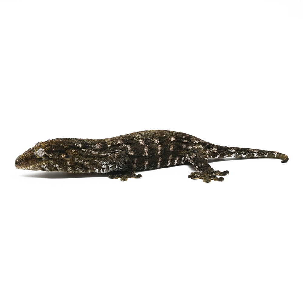 New Caledonian Giant Gecko Dark Line