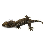 New Caledonian Giant Gecko Dark Line