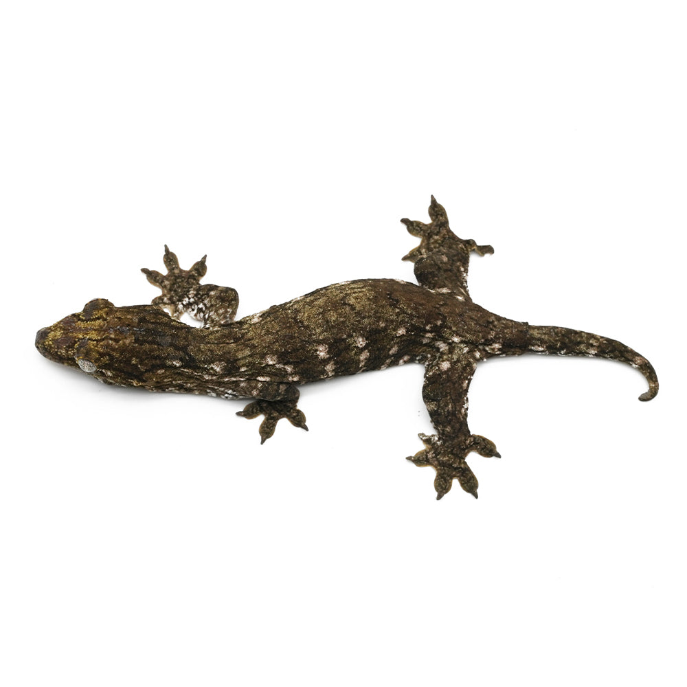 New Caledonian Giant Gecko Dark Line