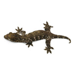 New Caledonian Giant Gecko Dark Line