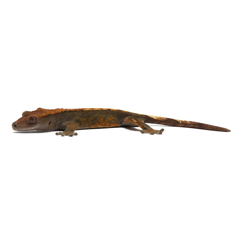 Partial Pinstripe Harlequin Crested Gecko