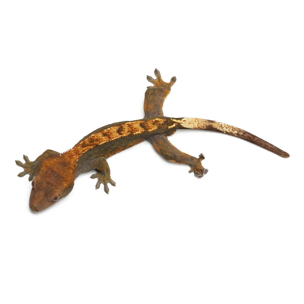 Partial Pinstripe Harlequin Crested Gecko
