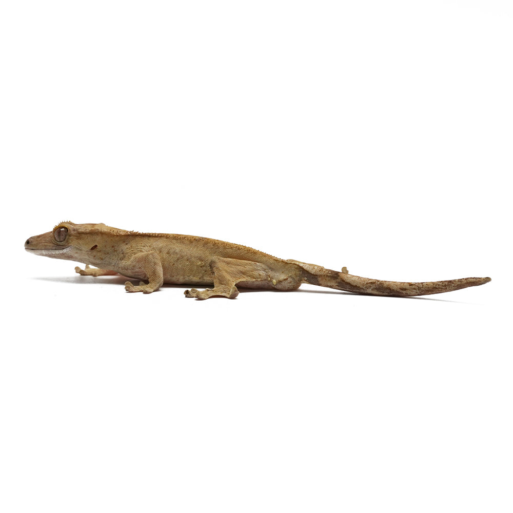 Brindle Crested Gecko