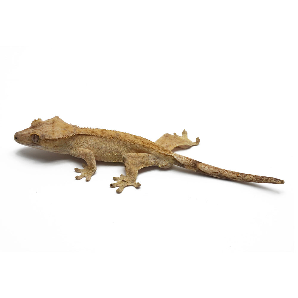 Brindle Crested Gecko