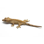 Brindle Crested Gecko