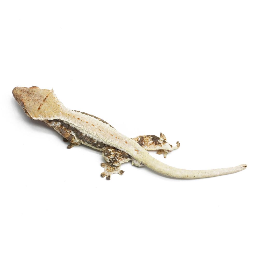 Lilly White Crested Gecko