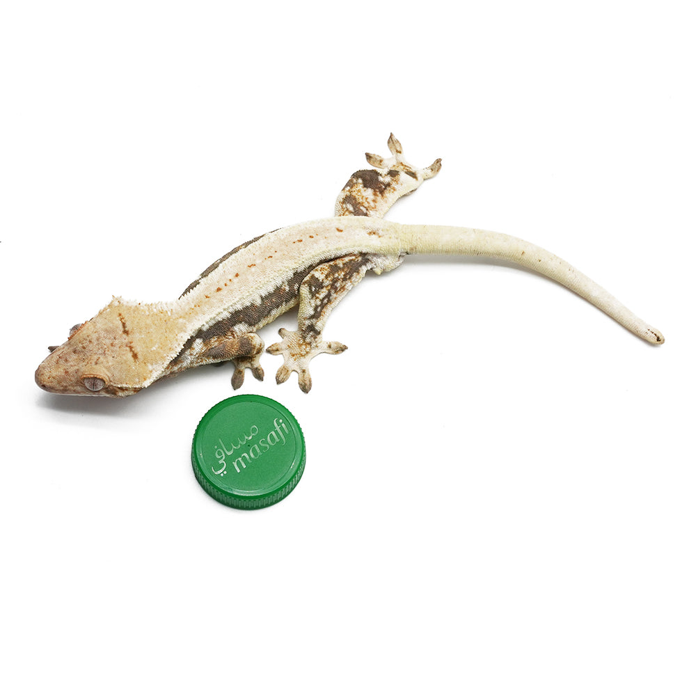 Lilly White Crested Gecko