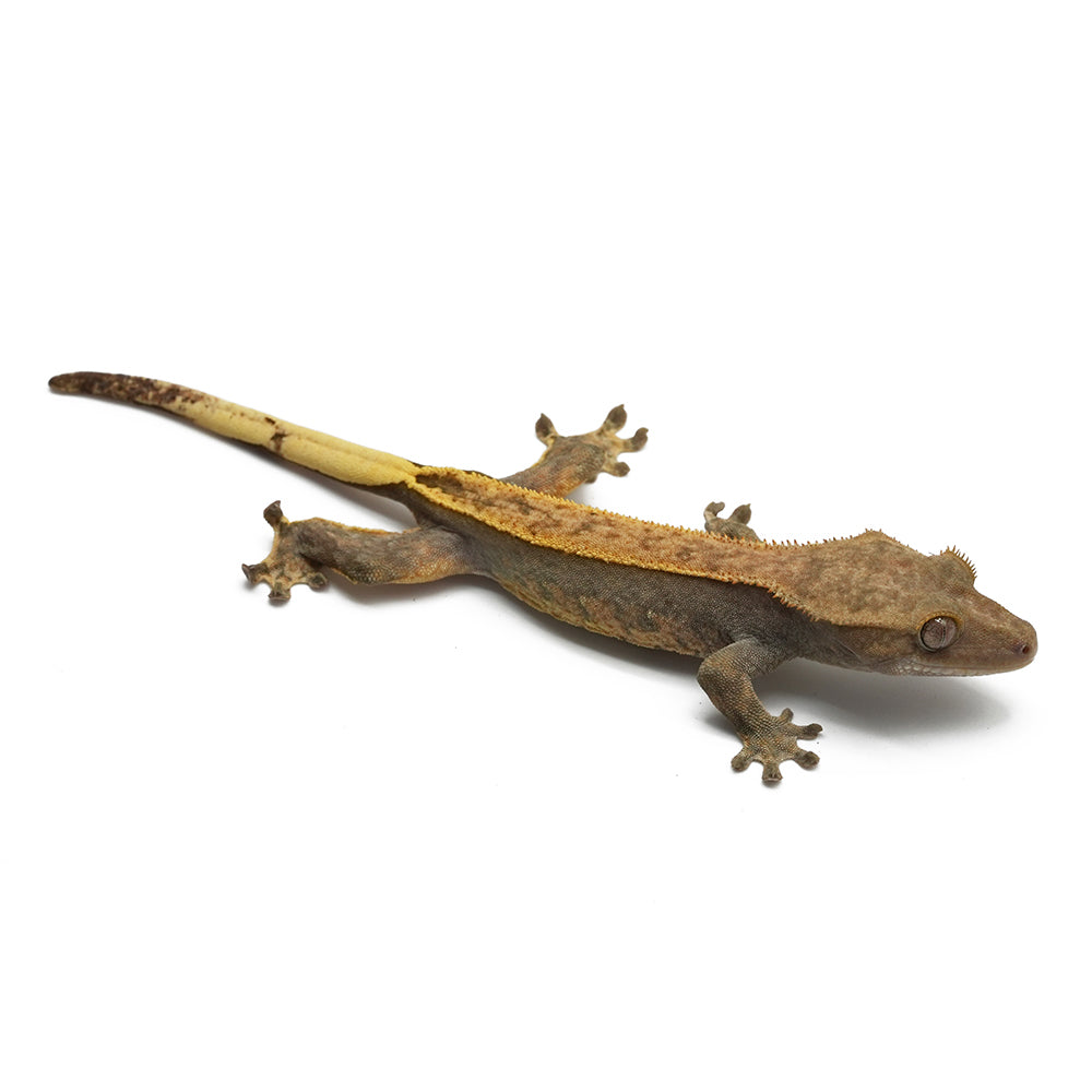 Harlequin Crested Gecko